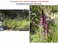 AtlasFlora 1 081 Dactylorhiza elata