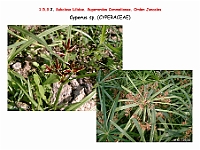 AtlasFlora 1 088 Cyperus sp