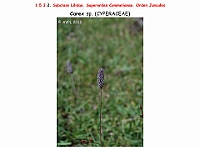 AtlasFlora 1 089 Carex sp