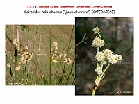 AtlasFlora 1 091 Scirpoides holoschoenus