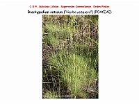 AtlasFlora 1 095 Brachypodium retusum