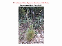 AtlasFlora 1 099 Festuca capillifolia