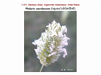 AtlasFlora 1 105 Phalaris coerulescens