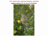 AtlasFlora 1 109 Lagurus ovatus