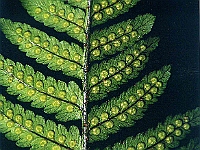 Pteridofitos