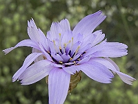 Inicio Flora 5 Catananche coerulea Hoya Pedraza MMTrigo