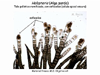 Atlas Algas Macro 13 Halopteris