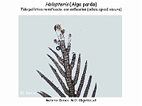 Atlas Algas Macro 14 Halopteris