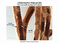 Atlas Algas Macro 17 Cladostephus