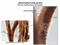 Atlas Algas Macro 18 Cladostephus