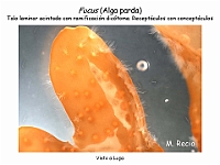 Atlas Algas Macro 20 Fucus