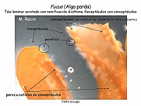 Atlas Algas Macro 21 Fucus