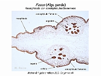 Atlas Algas Macro 25 Fucus