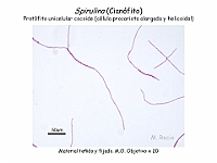 01 AtlasAlgasMicroscopicas Spirulina-1