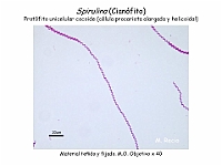 02 AtlasAlgasMicroscopicas Spirulina-2