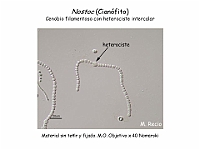 07 AtlasAlgasMicroscopicas Nostoc-2