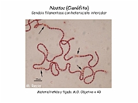 08 AtlasAlgasMicroscopicas Nostoc-3