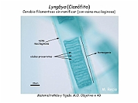 13 AtlasAlgasMicroscopicas Lyngbya-2