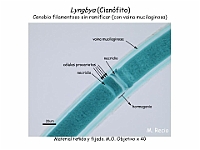 14 AtlasAlgasMicroscopicas Lyngbya-3