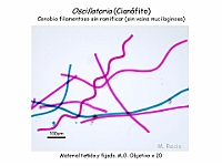 15 AtlasAlgasMicroscopicas Oscillatoria-1