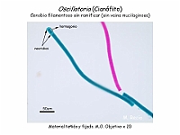 16 AtlasAlgasMicroscopicas Oscillatoria-2