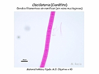 17 AtlasAlgasMicroscopicas Oscillatoria-3