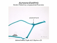 19 AtlasAlgasMicroscopicas Scytonema-2