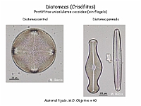 21 AtlasAlgasMicroscopicas Diatomeas-1