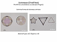 22 AtlasAlgasMicroscopicas Diatomeas-2