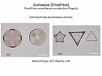 22 AtlasAlgasMicroscopicas Diatomeas-2
