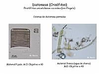25 AtlasAlgasMicroscopicas Diatomeas-5