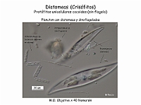 26-2 AtlasAlgasMicroscopicas Diatomeas-7