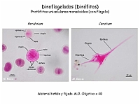 28-0 AtlasAlgasMicroscopicas Dinoflagelados-Peridinium Ceratium