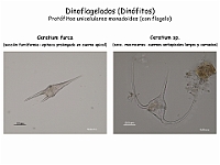 28-1 AtlasAlgasMicroscopicas Dinoflagelados Ceratium