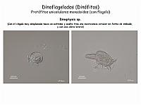 28-2 AtlasAlgasMicroscopicas Dinoflagelados Dinophysis