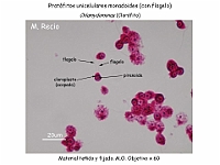 30 AtlasAlgasMicroscopicas Chlamydomonas-2