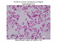 34 AtlasAlgasMicroscopicas Euglenna-4