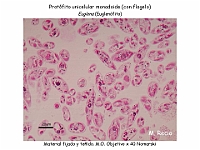 35 AtlasAlgasMicroscopicas Euglenna-5