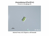 39 AtlasAlgasMicroscopicas Scenedesmus-2