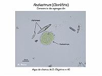 40 AtlasAlgasMicroscopicas Pediastrum-1