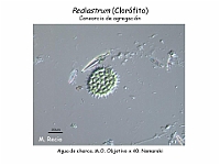 41 AtlasAlgasMicroscopicas Pediastrum-2