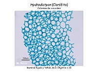 43 AtlasAlgasMicroscopicas Hydrodictyon-2