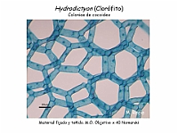 45 AtlasAlgasMicroscopicas Hydrodictyon-4