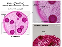 48 AtlasAlgasMicroscopicas Volvox-3