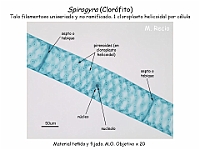 54 AtlasAlgasMicroscopicas Spirogyra-2