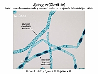 55 AtlasAlgasMicroscopicas Spirogyra-3 zygoto