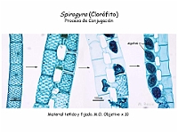 56 AtlasAlgasMicroscopicas Spirogyra-4 conjugation