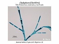 58 AtlasAlgasMicroscopicas Cladophora-2