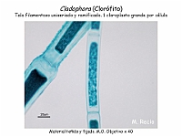 59 AtlasAlgasMicroscopicas Cladophora-3