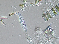 Algas Microscopicas
